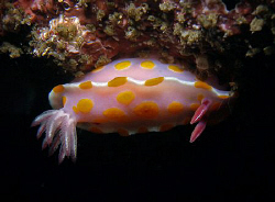 Ceratosoma amoena, Bare Island by Doug Anderson 